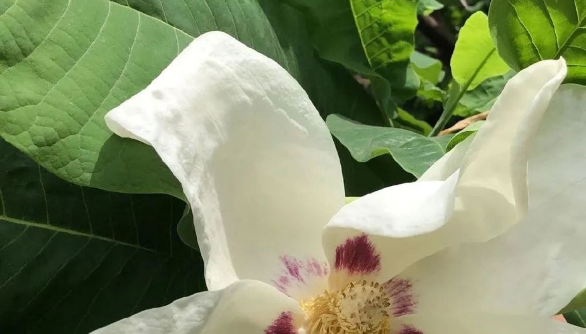 Aplica estos cuidados especiales, y tu &aacute;rbol de magnolias sobrevivir&aacute; al verano.