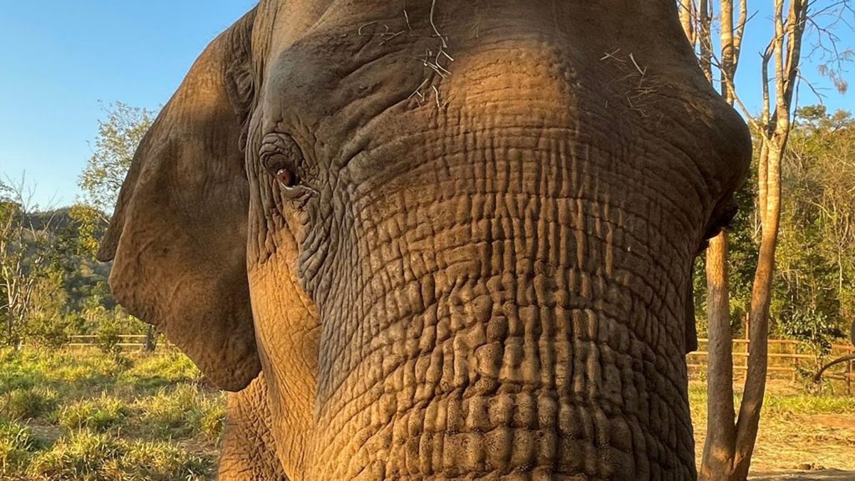 Pocha había llegado el jueves 12 de mayo pasado al santuario después de viajar en durante 5 días desde Ecoparque de Mendoza.