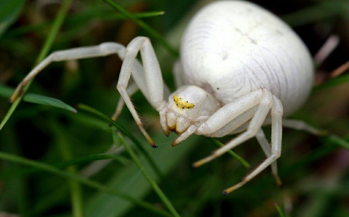 Araña blanca. Araña blanca. 