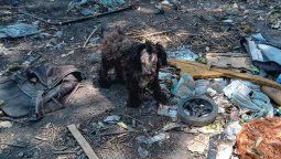 Rescataron un perrito con los párpados cortados y la cara pelada