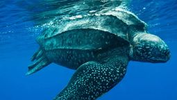 Esta especie de tortuga tiene grandes dimensiones.&nbsp;