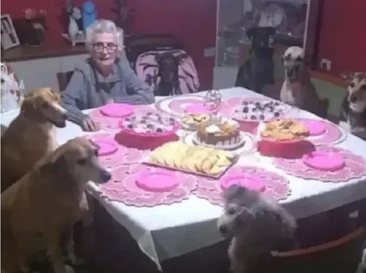 Abuela perrera. Video: una abuela festejó su cumpleaños rodeada de perros.