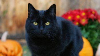Confirmado: dos gatos dieron positivo de coronavirus en Nueva York