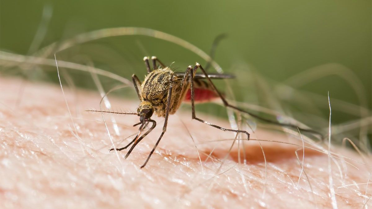 Los mosquitos son insectos voladores que frecuentan la casa y jardín cuando suben las temperaturas. Los mosquitos son insectos voladores que frecuentan la casa y jardín cuando suben las temperaturas.