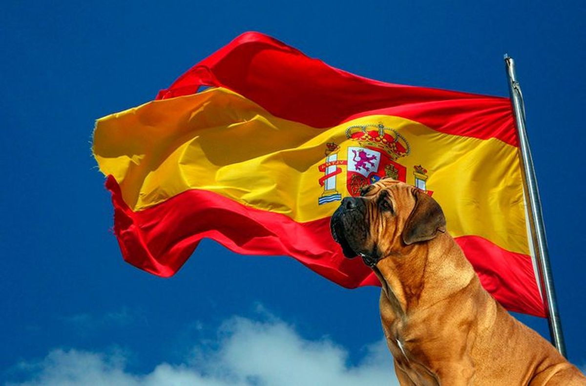 Revelan cuál es la raza de perro más popular de toda España Revelan cuál es la raza de perro más popular de toda España