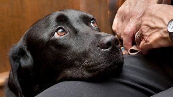 Perros en la sala del juzgado para reconfortar a los testigos