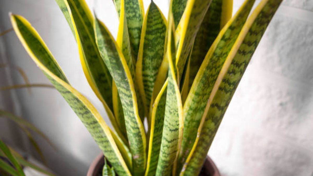 En estos espacios está prohibido tener una sansevieria.