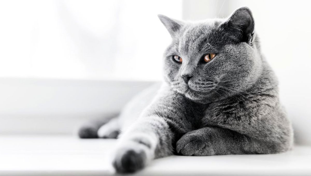 Los gatos se consideran viejos a partir de los siete años de edad