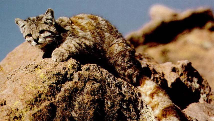 El gato andino, una especie que se encuentra en peligro de extinción, apareció esta vez en la cuenca del río Mendoza.(Esta es un foto ilustrativa)
