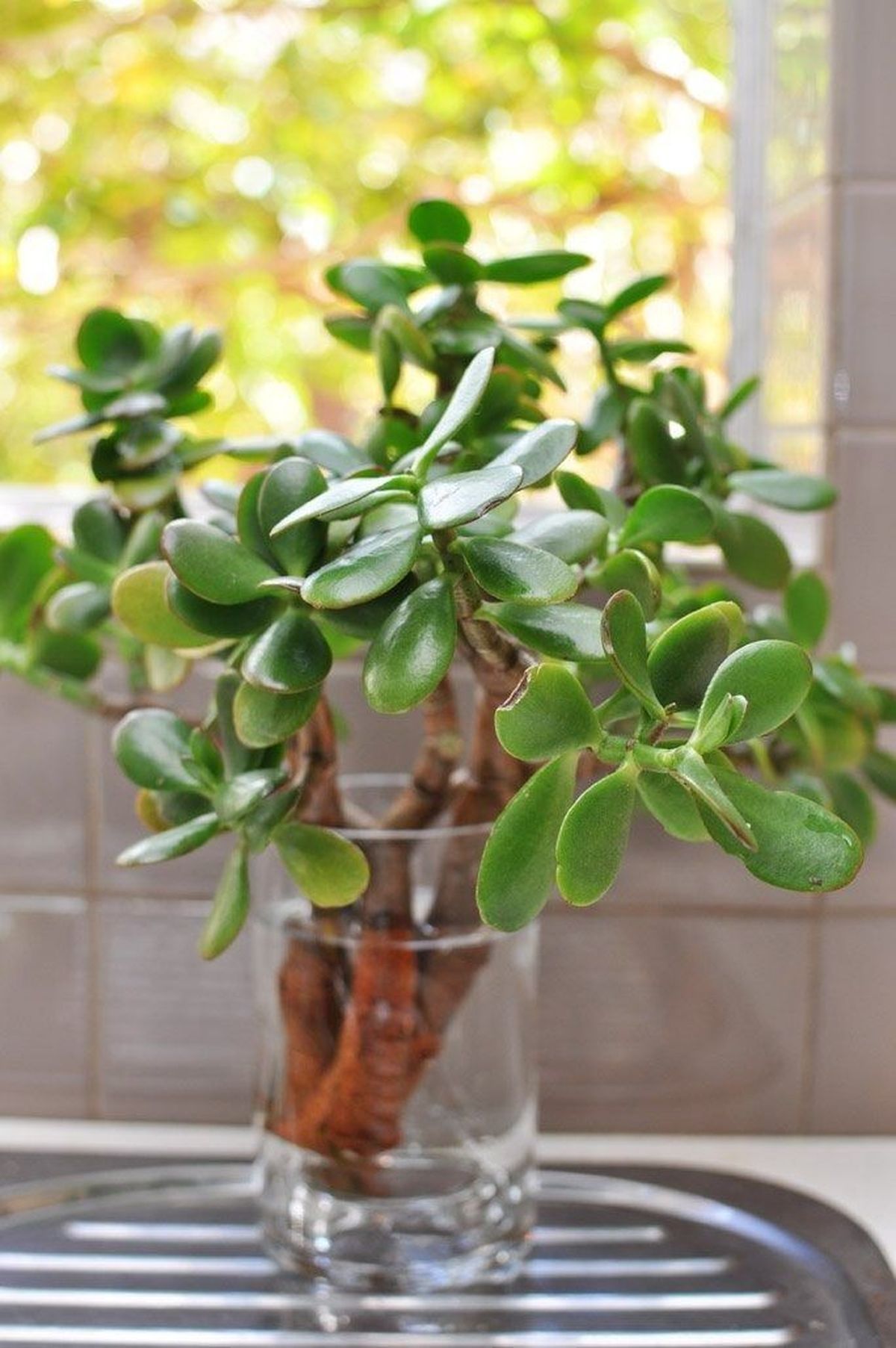 Por qué ponerle azúcar al árbol de jade: beneficios para la planta