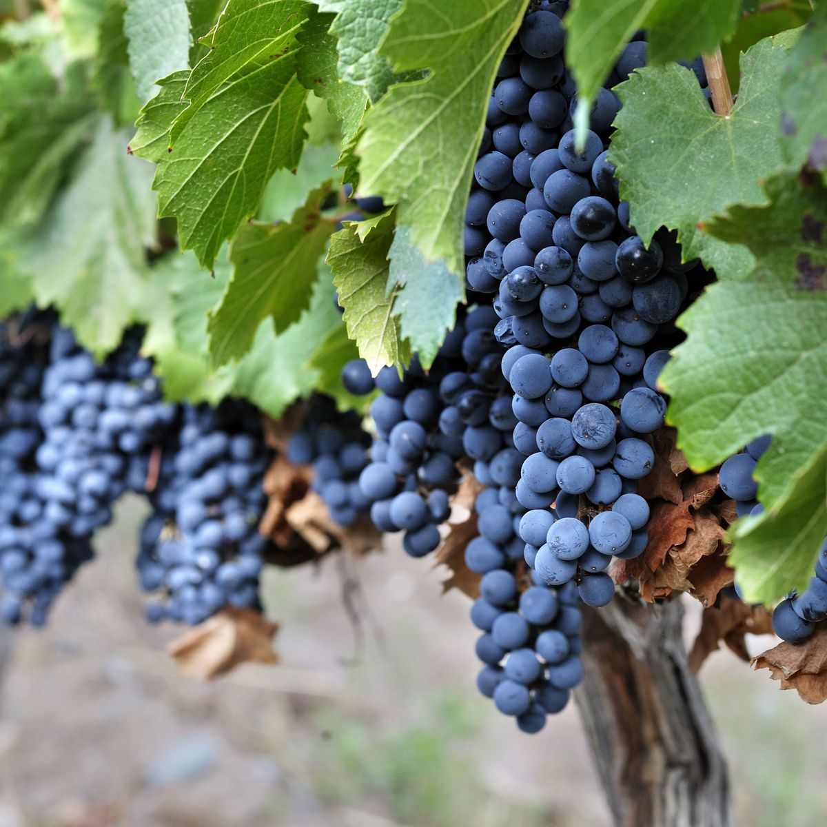 El multifacético Malbec