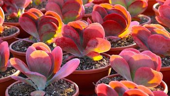 La suculenta de hojas gigantes que es una de las plantas más fáciles de cuidar La suculenta de hojas gigantes que es una de las plantas más fáciles de cuidar