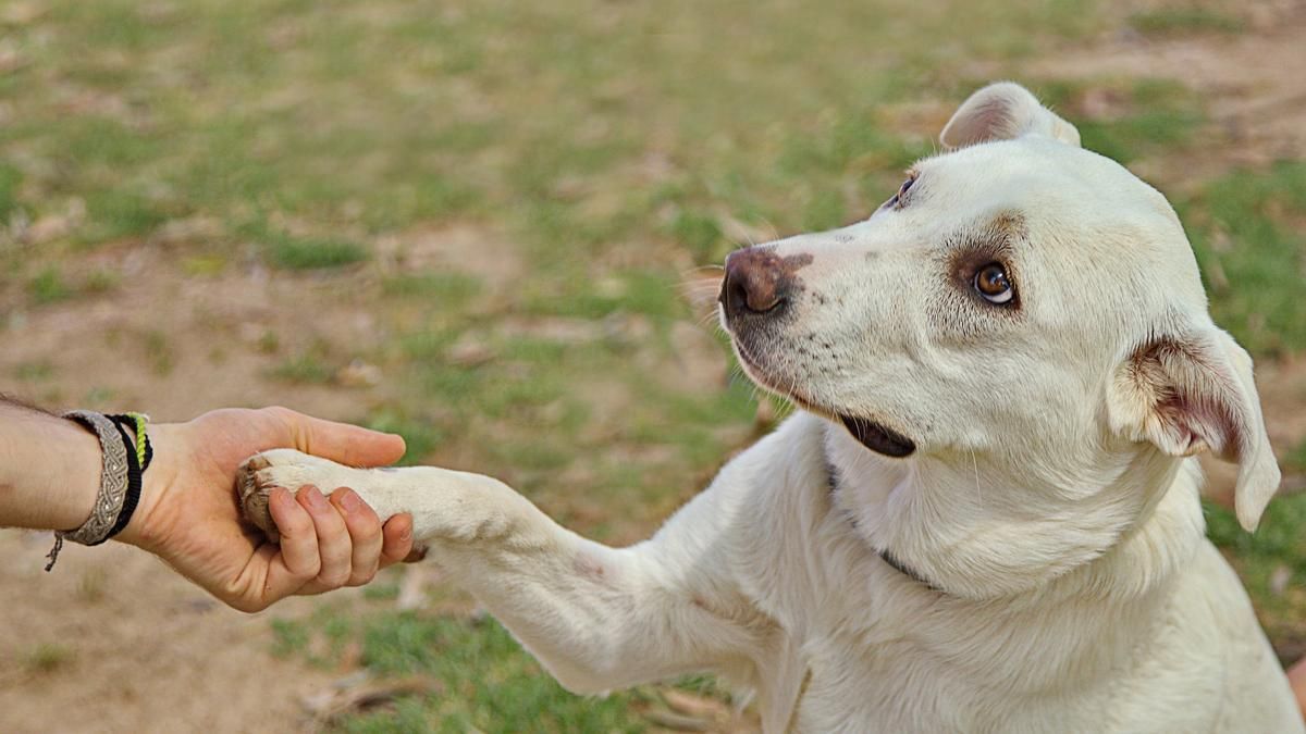El truco de adiestramiento canino para enseñarle a tu perro a dar la pata en simples pasos El truco de adiestramiento canino para enseñarle a tu perro a dar la pata en simples pasos
