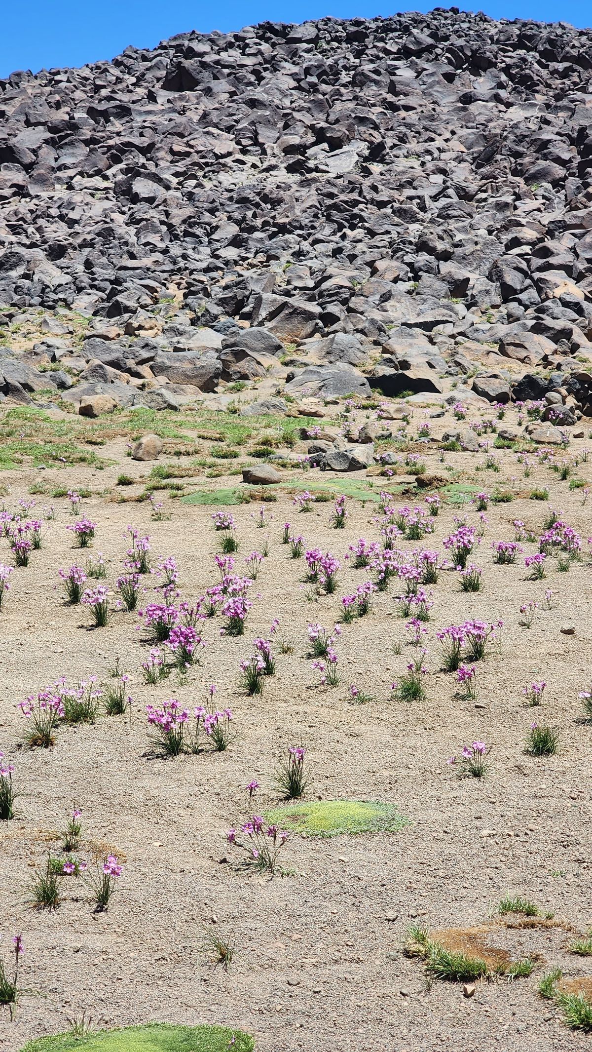 Laguna del Diamante: la vegetación en terreno volcánico. Laguna del Diamante: la vegetación en terreno volcánico.