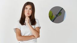 ¿Por qué razón se caen las hojas de tu jazmín? Imagen: composición Diario Uno. ¿Por qué razón se caen las hojas de tu jazmín? Imagen: composición Diario Uno.