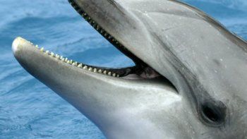 Foto: revelan cómo los delfines 