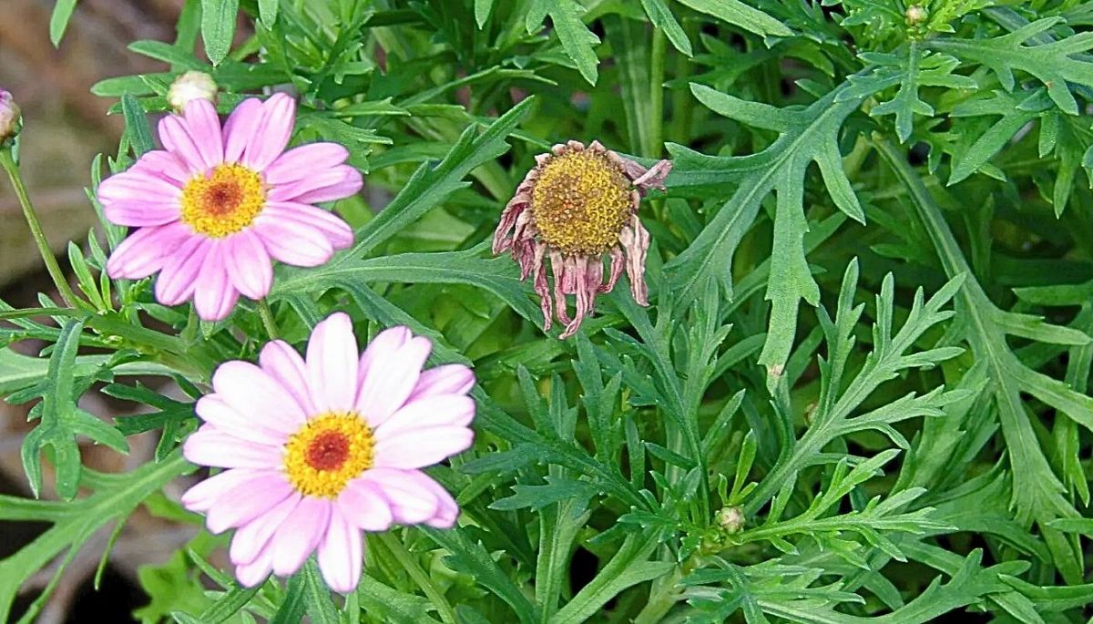 Si quieres decorar un rincón del jardín, estas flores son perfectas. Imagen: Pexels. Si quieres decorar un rincón del jardín, estas flores son perfectas. Imagen: Pexels.