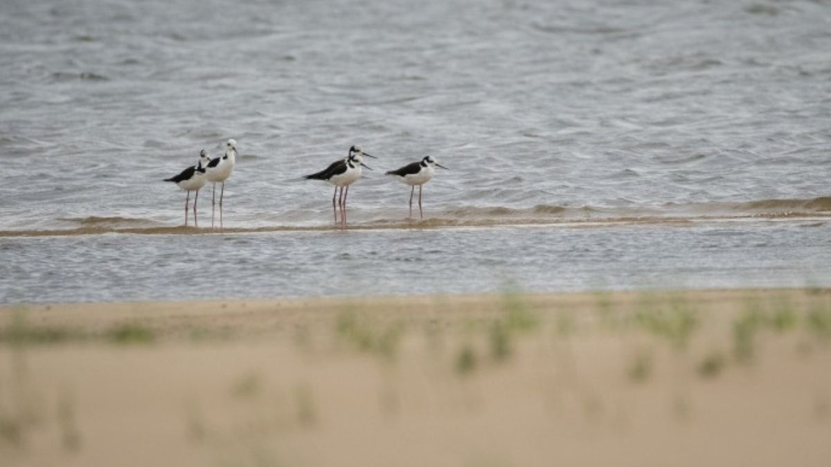 Crédito: Rodrigo Folch Crédito: Rodrigo Folch