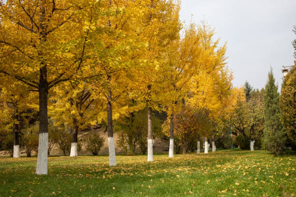 Este árbol es de los más resistentes que vas a encontrar en todo el mundo. Este árbol es de los más resistentes que vas a encontrar en todo el mundo.