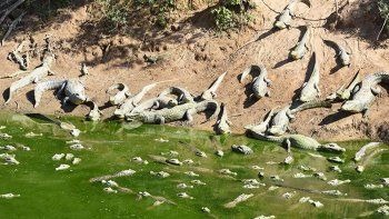 La sequía deja un cementerio de caimanes en Paraguay