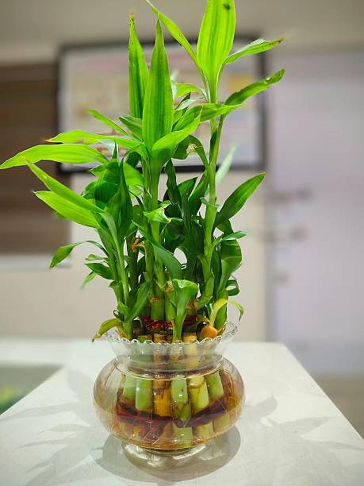 Bambú de la suerte en agua. Bambú de la suerte en agua.