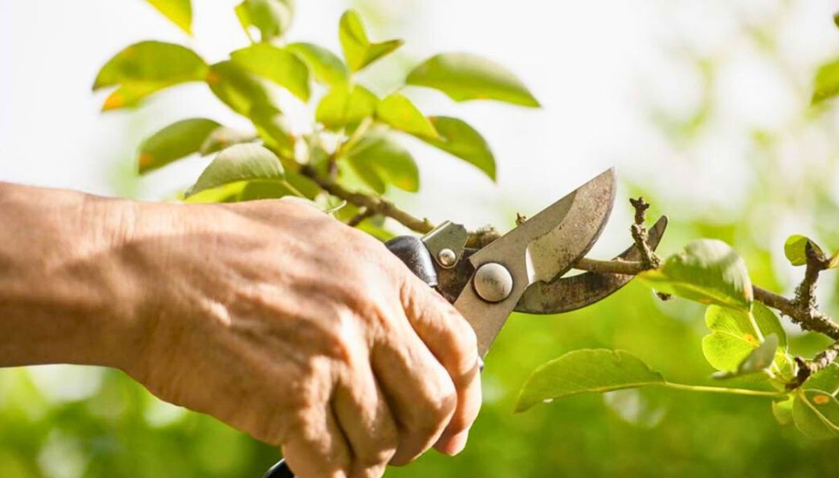 No se recomienda hacer podas agresivas en otoño. No se recomienda hacer podas agresivas en otoño.