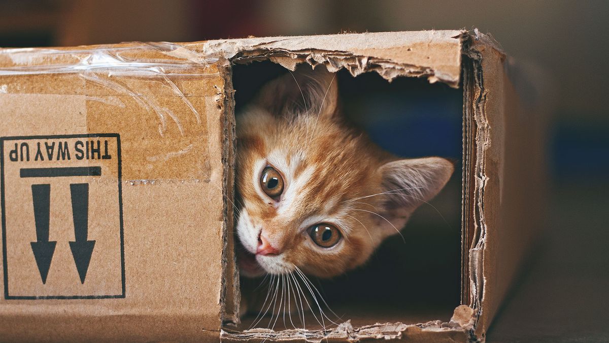 Por qué a los gatos les gustan tanto las cajas de cartón, según un estudio Por qué a los gatos les gustan tanto las cajas de cartón, según un estudio