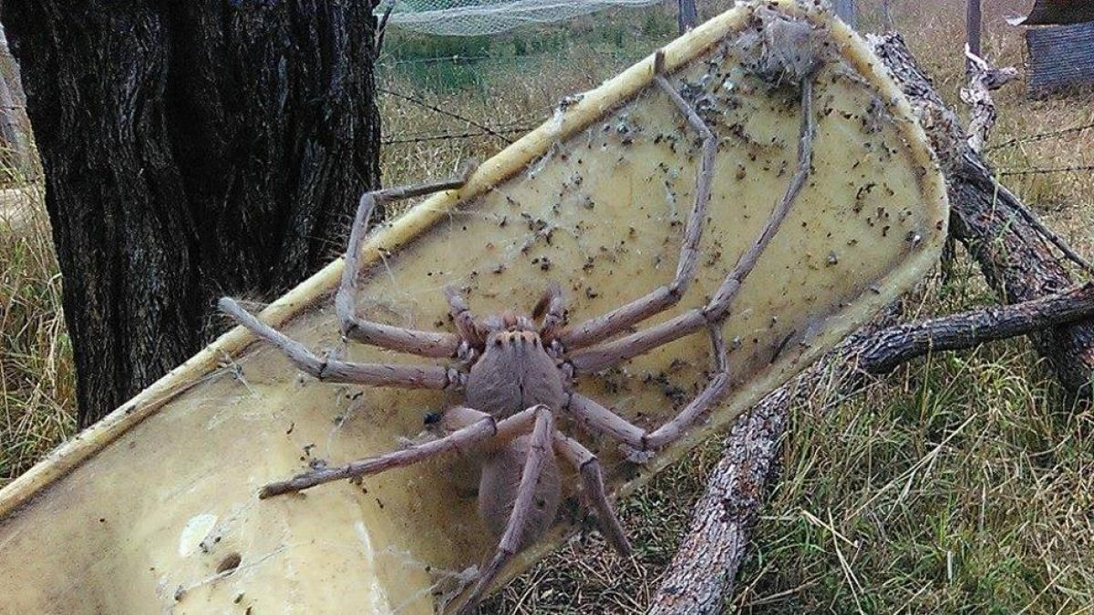 Parió 200 arañitas. Ayudó a una araña gigante a dar a luz y la adoptó&nbsp;