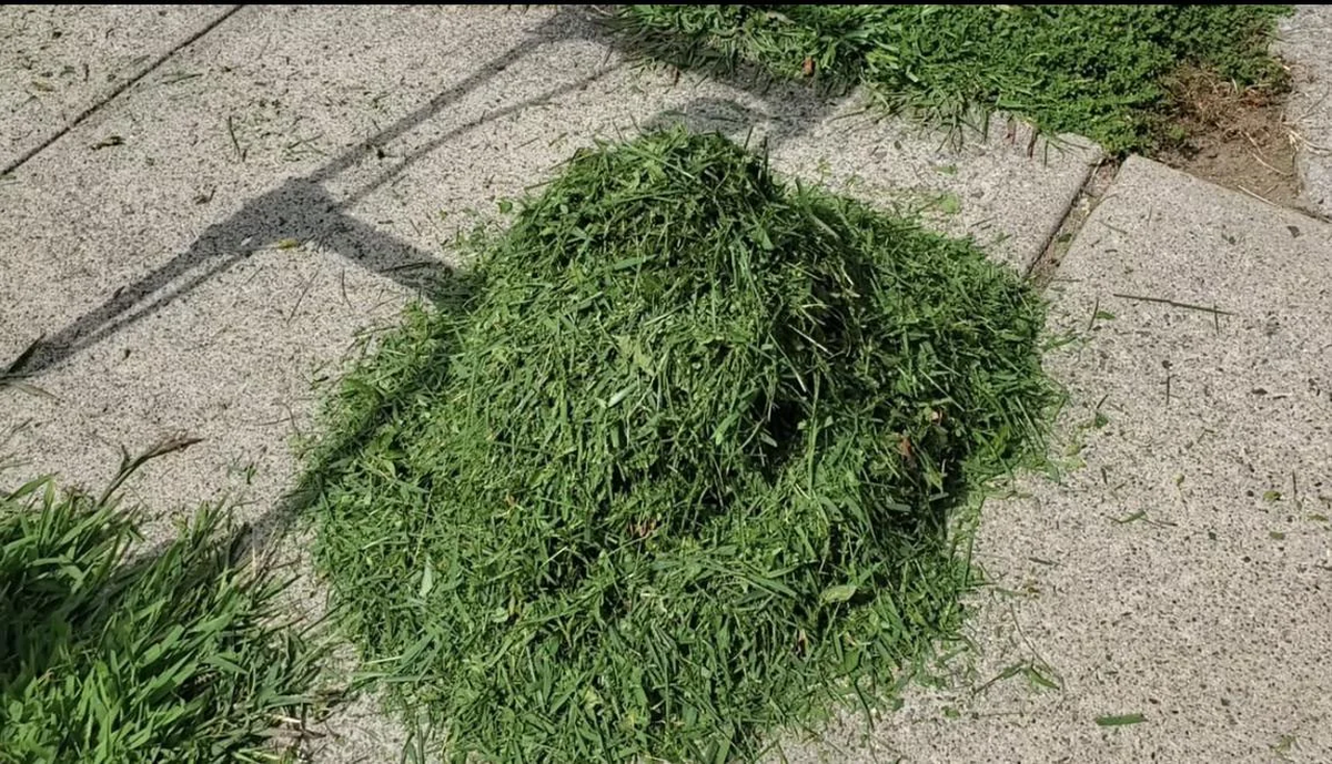 No tires el césped recién cortado: puedes utilizarlo para proteger las plantas de tu jardín No tires el césped recién cortado: puedes utilizarlo para proteger las plantas de tu jardín