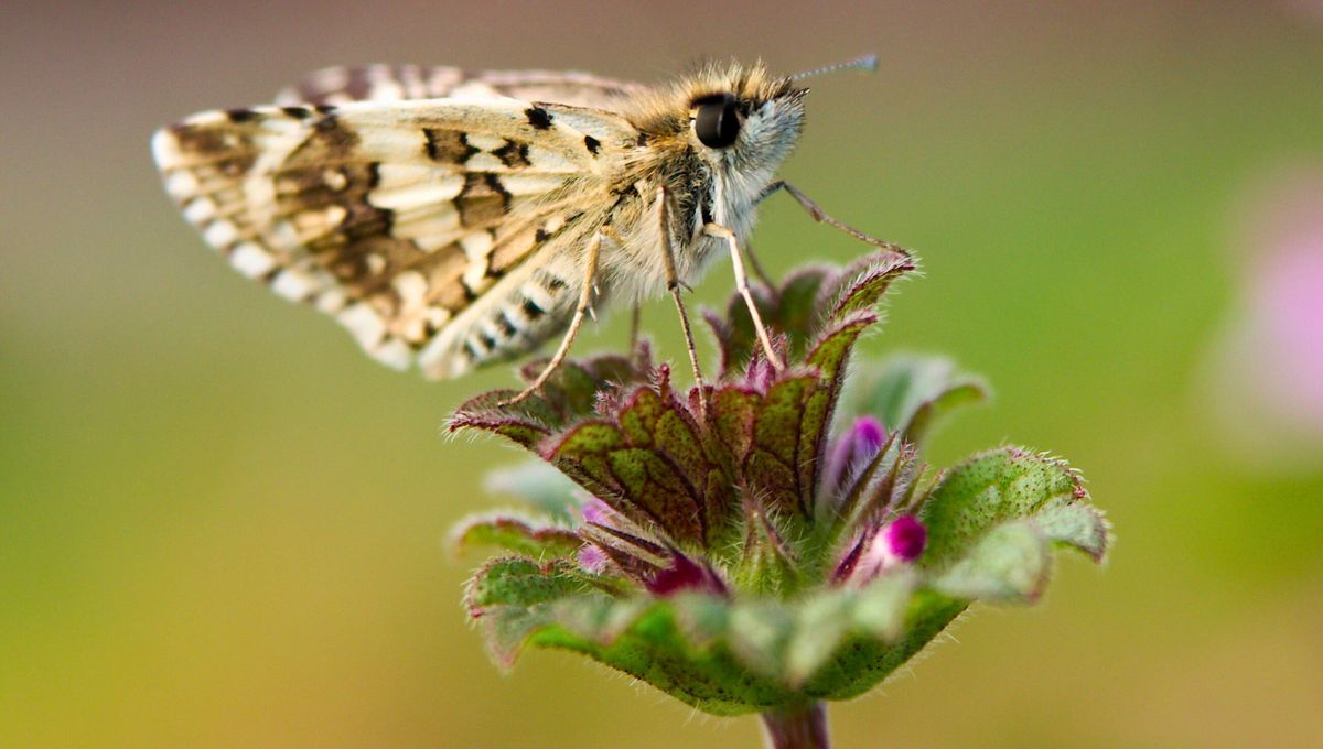 Las polillas reparten sus huevos entre el sonido y la comida: eligen entre la planta que “llama” y el néctar que alimenta Las polillas reparten sus huevos entre el sonido y la comida: eligen entre la planta que “llama” y el néctar que alimenta