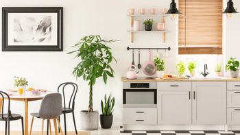 Lejos del jardín: 7 plantas que puedes mantener en tu cocina sin riesgos Lejos del jardín: 7 plantas que puedes mantener en tu cocina sin riesgos