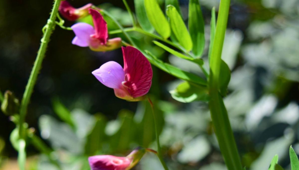 La enredadera que llenará de color tu jardín. Imagen: Freepik