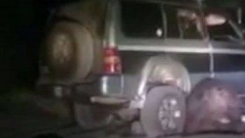 Atropellaron un oso y el animal reaccionó con toda su furia