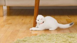 Gracias a estos 3 trucos o consejos, tu gato dejará de arañar los muebles