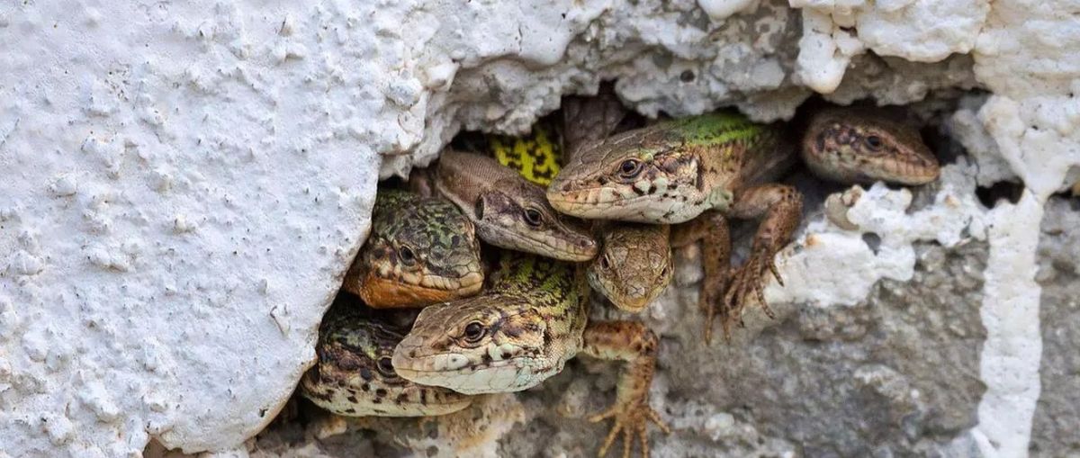 La lagartija pitiusa son representan un ícono en la isla. La lagartija pitiusa son representan un ícono en la isla.