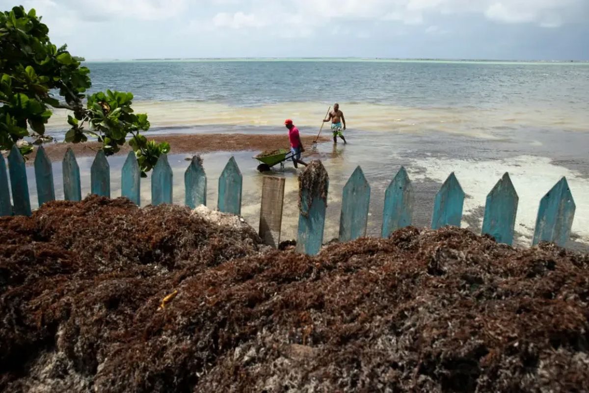Hombres limpian el sargazo que se acumula cerca al Club Náutico en Playa Andrés, Boca Chica en República Dominicana. Crédito: EFE/Orlando Barría. Hombres limpian el sargazo que se acumula cerca al Club Náutico en Playa Andrés, Boca Chica en República Dominicana. Crédito: EFE/Orlando Barría.