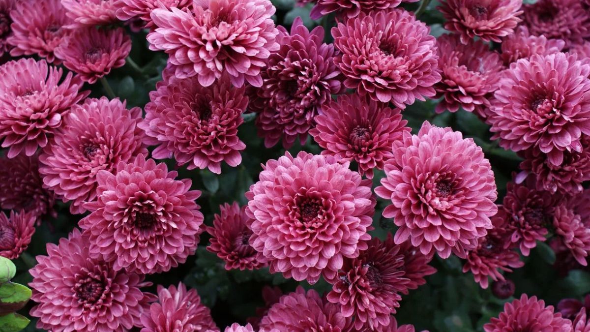 Cuidados y trucos caseros para que el crisantemo dé muchas flores. Cuidados y trucos caseros para que el crisantemo dé muchas flores.