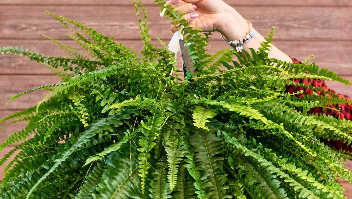 Helecho macho: la planta que todos tienen en casa y era oro para la salud con su uso medicinal