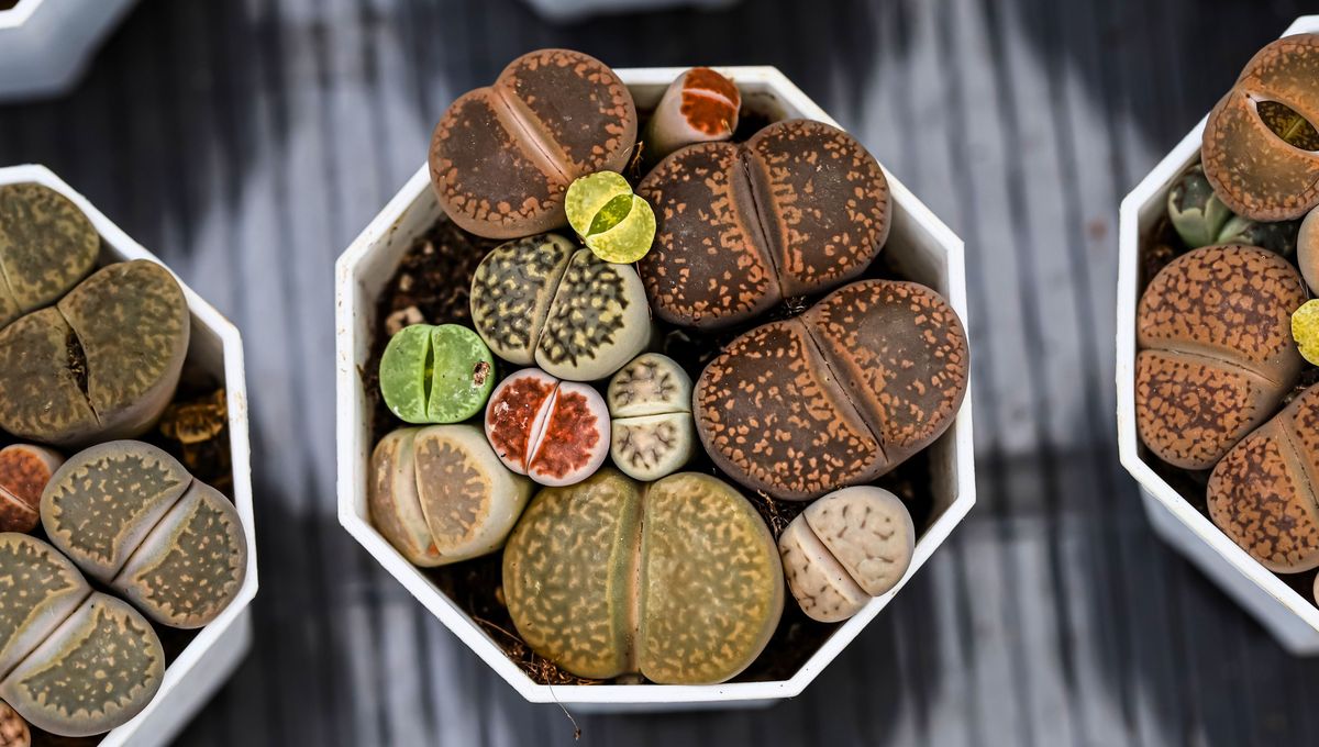 Esta planta se adapta muy bien a los ambientes soleados y con poca humedad