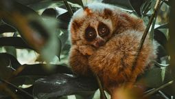 El único primate del mundo cuyo veneno puede ser mortal para el ser humano y lo oculta tras su adorable cara
