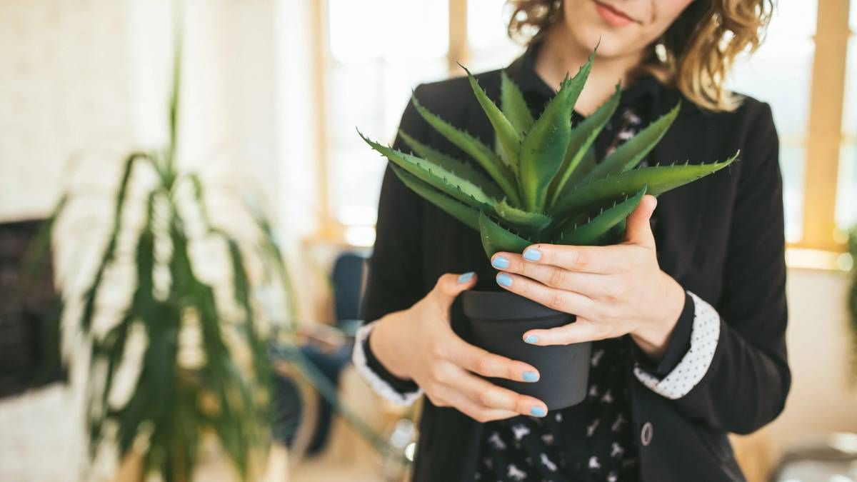 Activa las propiedades del aloe vera en estos tres lugares del hogar