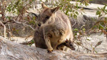 Wallabies en familia