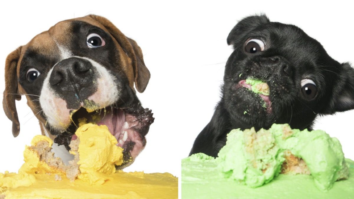 ¿Qué alimentos no pueden comer los perros?