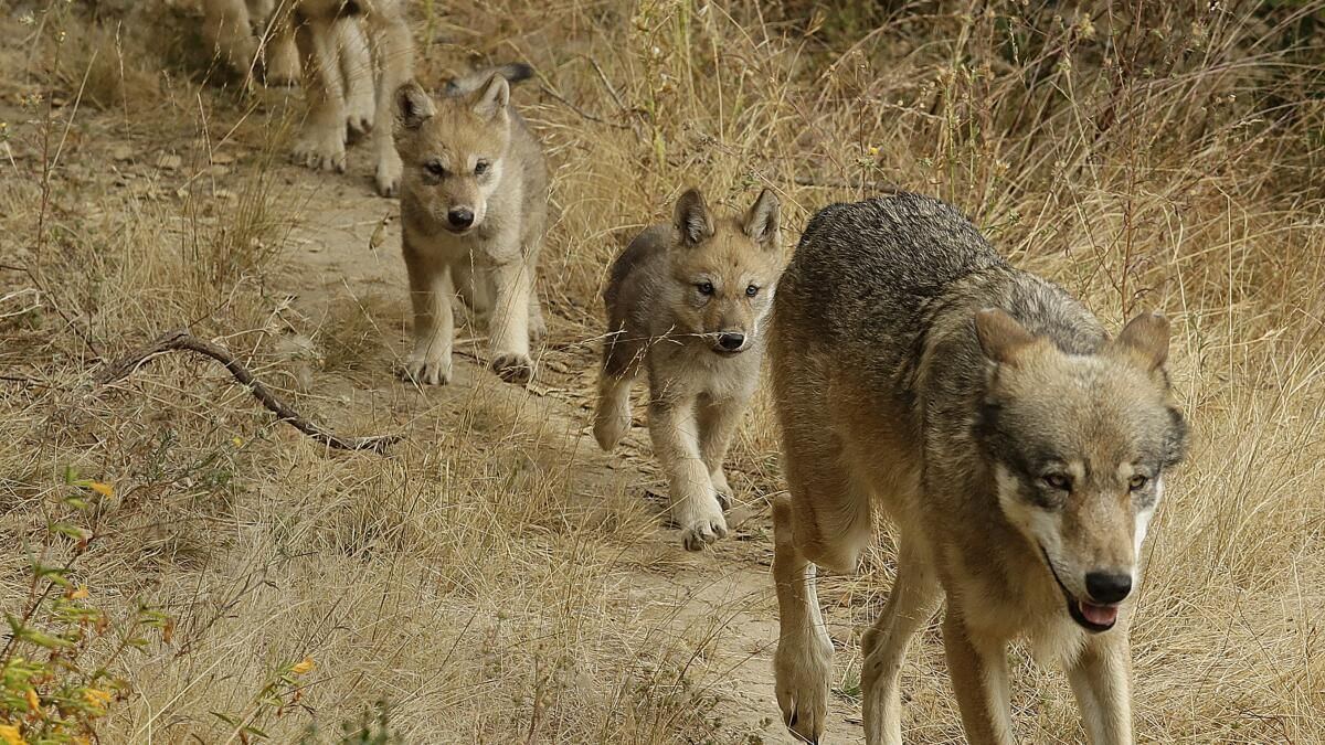 Las manadas de lobos siguen apareciendo en California. Las manadas de lobos siguen apareciendo en California.