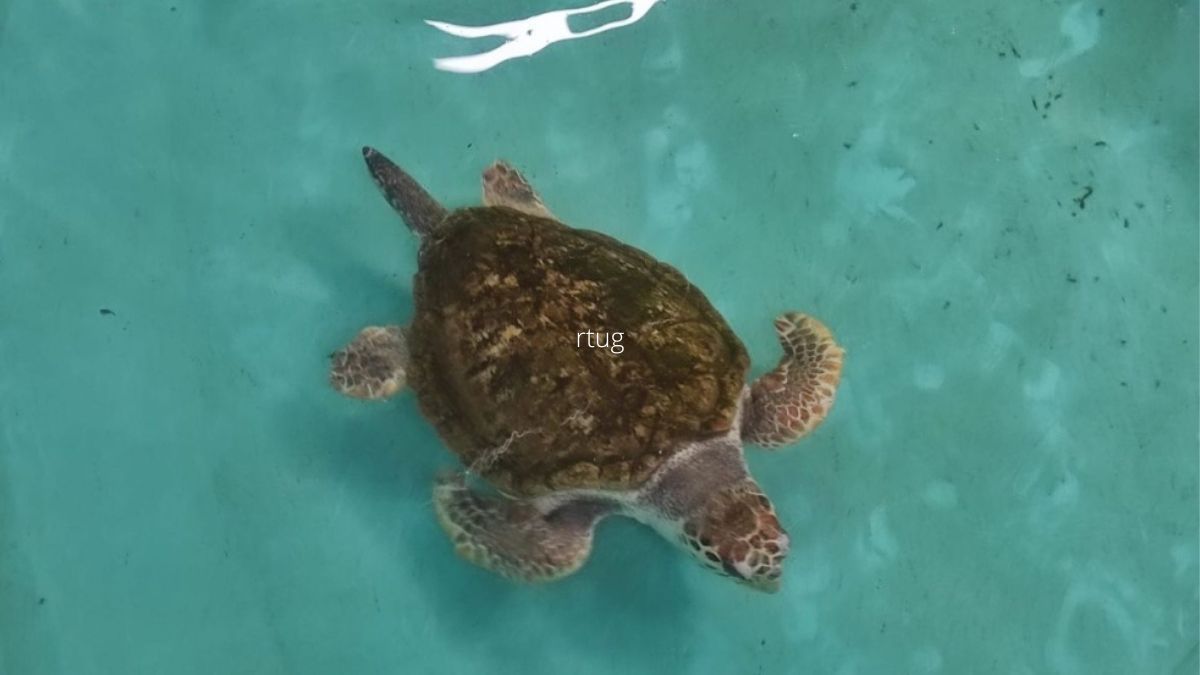 La organización Projeto Aruaná de Río de Janeiro monitorea la zona de Bahía Guanabara
