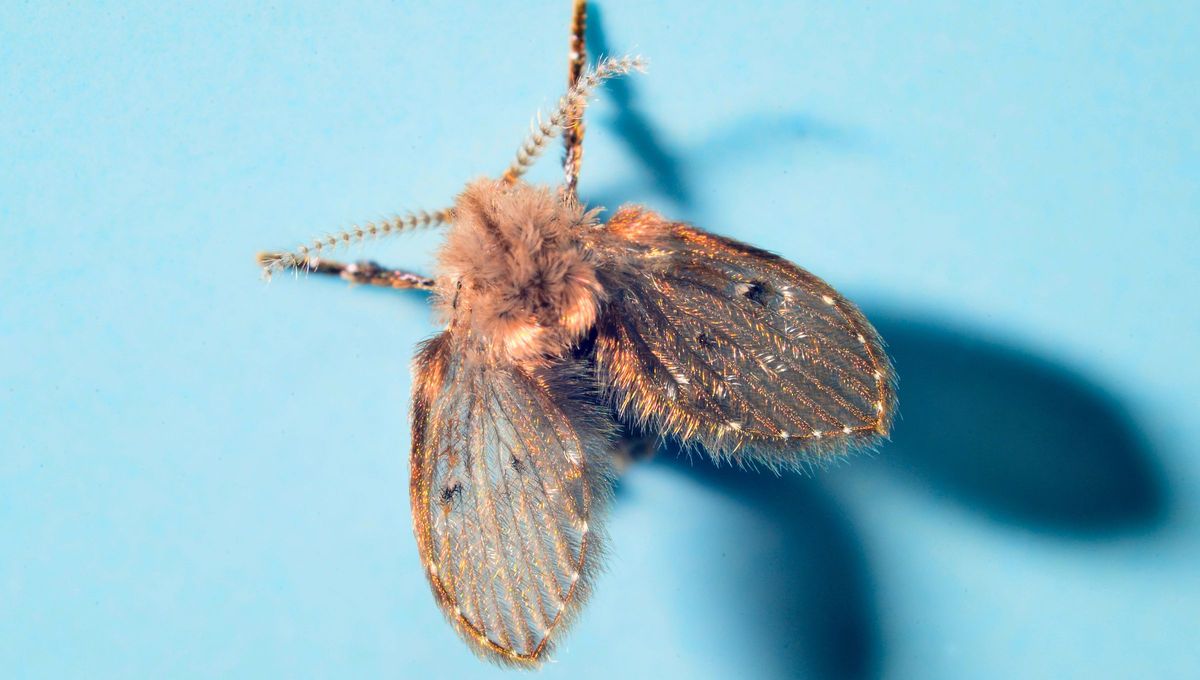 La mosca de la humedad suele aparecer en cualquier época del año y siempre se ubica sobre las paredes del baño o cerca del desagüe. La mosca de la humedad suele aparecer en cualquier época del año y siempre se ubica sobre las paredes del baño o cerca del desagüe.