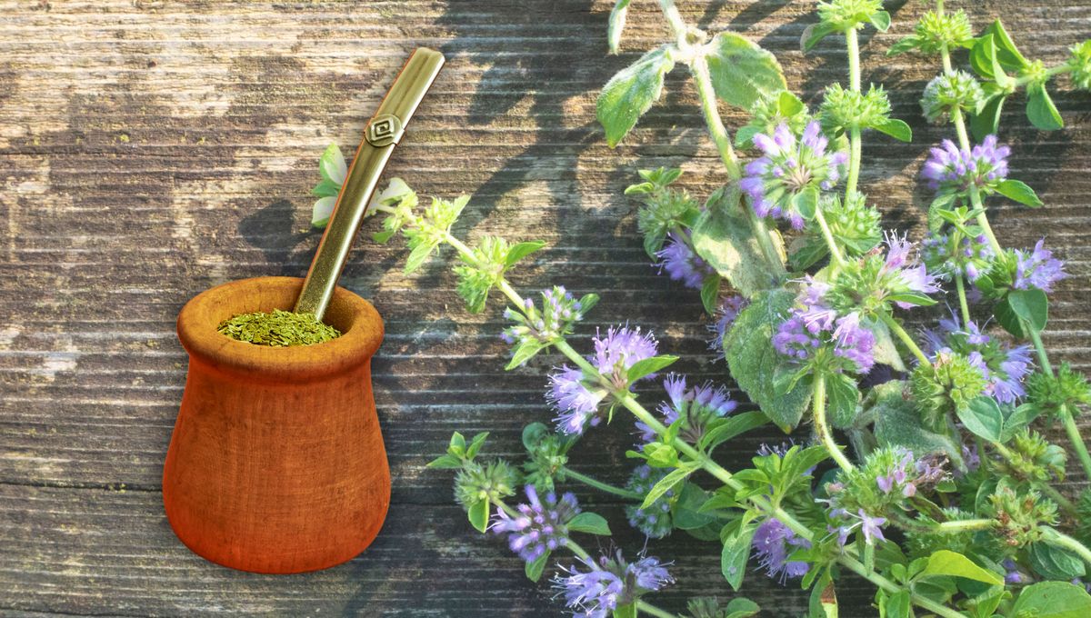 Basta de acidez: cómo tomar un mate más sano