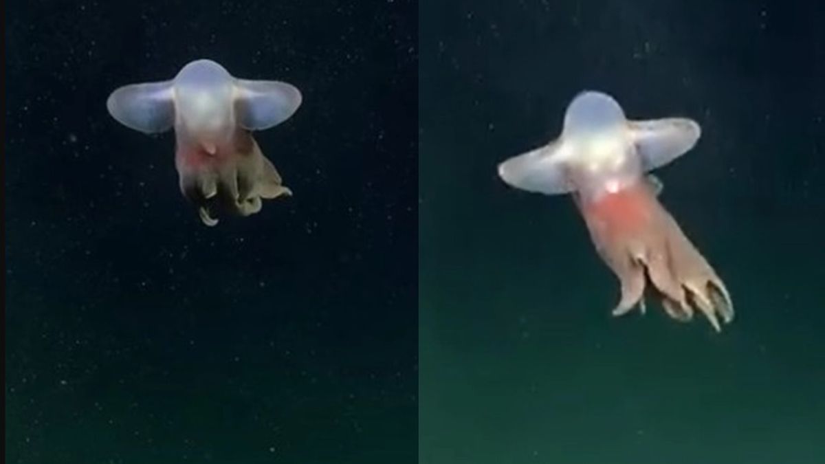 El "pulpo Dumbo" fue una especie que llamó la atención de todos por sus colores y su desplazamiento en las profundidades El "pulpo Dumbo" fue una especie que llamó la atención de todos por sus colores y su desplazamiento en las profundidades