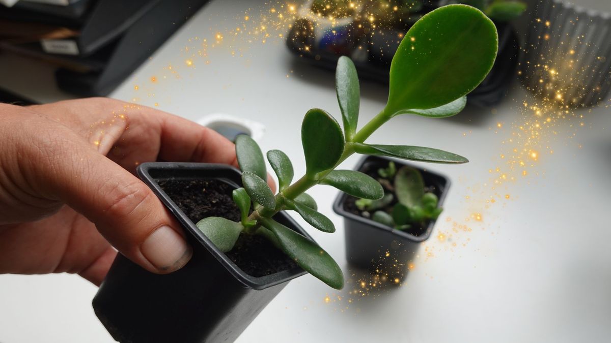 Mira cuál es la planta que atrae el dinero y no es el árbol de jade