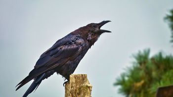Si ves un cuervo cerca de tu casa, estás ante un mensajero de Dios: qué significa y por qué es bueno Si ves un cuervo cerca de tu casa, estás ante un mensajero de Dios: qué significa y por qué es bueno